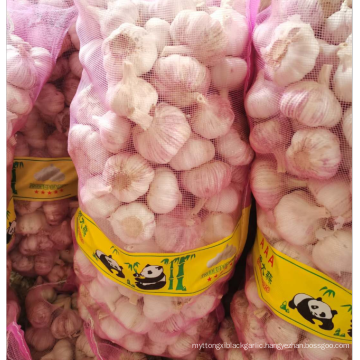 China fresh garlic supply 5.0-6.0, new season normal white garlic export